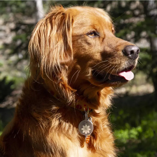 Radiation Blocker for Dogs